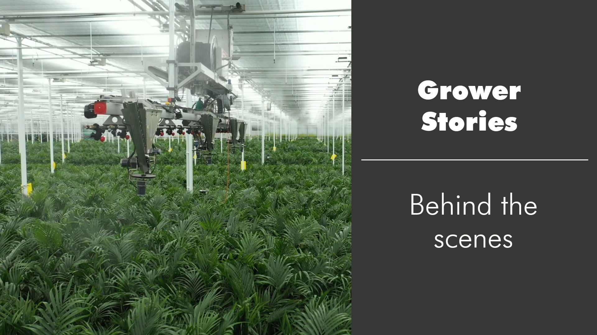 Decorum Company - Grower Story - Behind the scenes